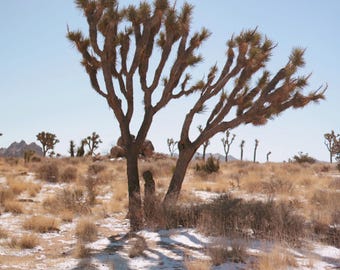 Joshua Tree I Fotografie Druck