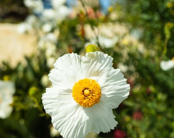 Weiße Blume Fotografie Druck
