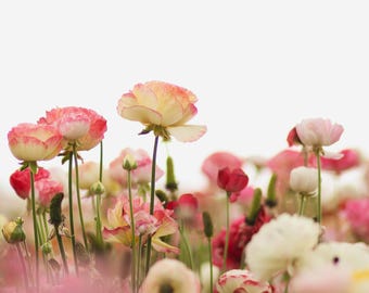 Ranunkel Blume Fotografie Druck