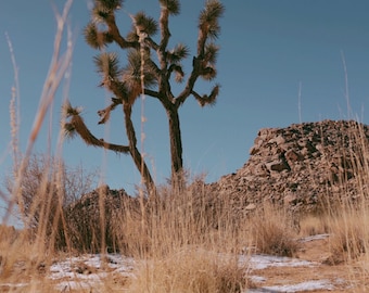 Joshua Tree II Fotografie Druck
