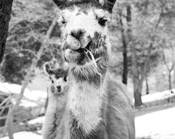 Lama schwarz & weiß Fotografie Druck
