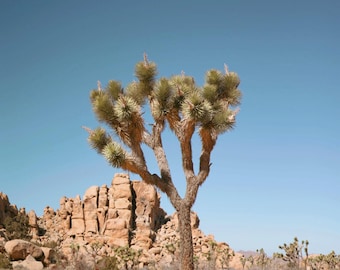 Joshua Tree III Fotografie Druck