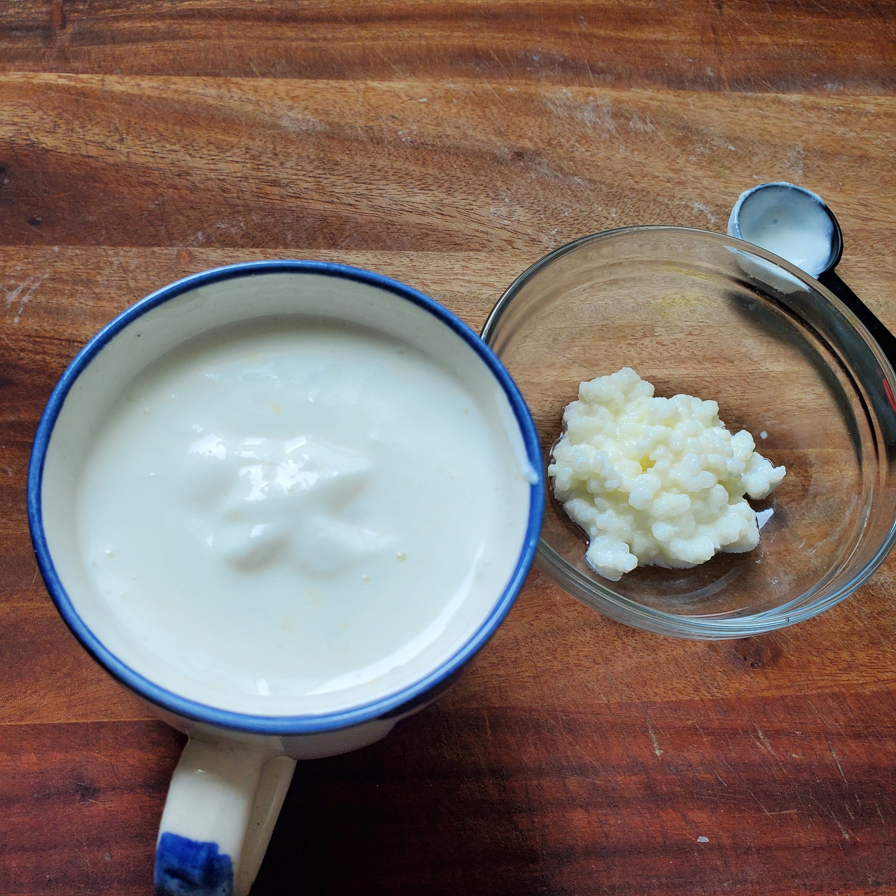 Kefir Grains Organic Milk Kefir Grains 1.5 Tsp read Item Etsy