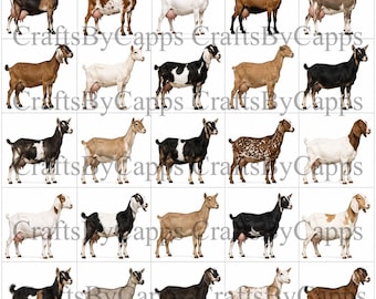 Goats nail Art Waterslide Decal  set of 50 + Bonus , Instructions kc
