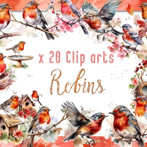 Watercolor Clipart Robins, Red Robins, European Robins, Watercolor PNG Birds, Clipart Robins, Commercial use, Instant Download
