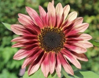 Procut Plum Sunflower seeds, Pollenless Tall Sunflower, Fresh or Dried Cut Flower