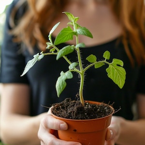 LIVE Organic TOMATO starts plants, Tomato seedlings, 2.5" pot 6 inches, Heirlooms Grown-organically, Many Varieties to Choose from