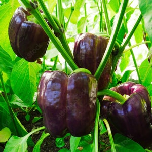 Purple Beauty Pepper Seeds: Heirloom Sweet Bell Pepper