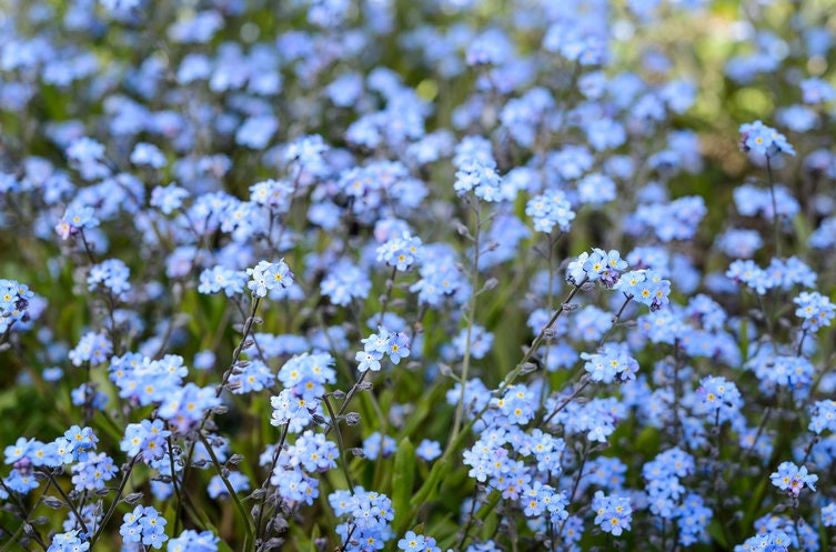 Firmament Forget-me-not Flower Seeds, Small Dainty Blue Flower - Etsy