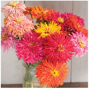Cactus Flowered Zinnia flower seeds, Heirloom Flowers, Mix of colors and adds variety to any bouquet
