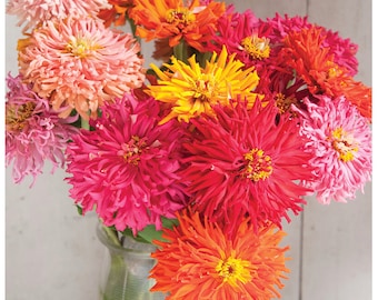 Cactus Zinnia Flower Seeds: Heirloom Mix, Bouquet Variety