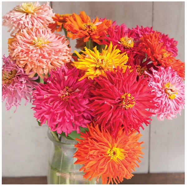 Cactus Flowered Zinnia flower seeds, Heirloom Flowers, Mix of colors and adds variety to any bouquet, 15, 25 seeds