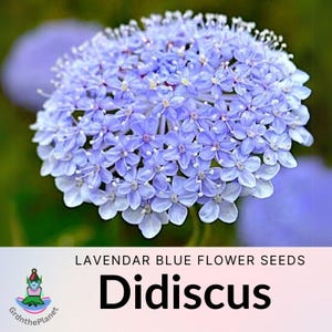 Lavender Blue Lace Flower Seeds: Heirloom Didiscus, Pollinator Garden
