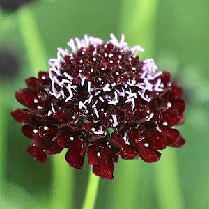 Black Knight Scabiosa pincushion flower seeds - Heirloom with dark maroon flowers - Pollinator Dried Pods Fresh cut flower - 25 seeds