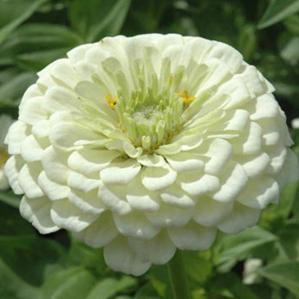 Giant White Zinnia flower seeds, Benarys Giant Zinnia seeds, Cut Flower seeds, Pollinator flower, Beautiful bouquet flower, Easy to grow