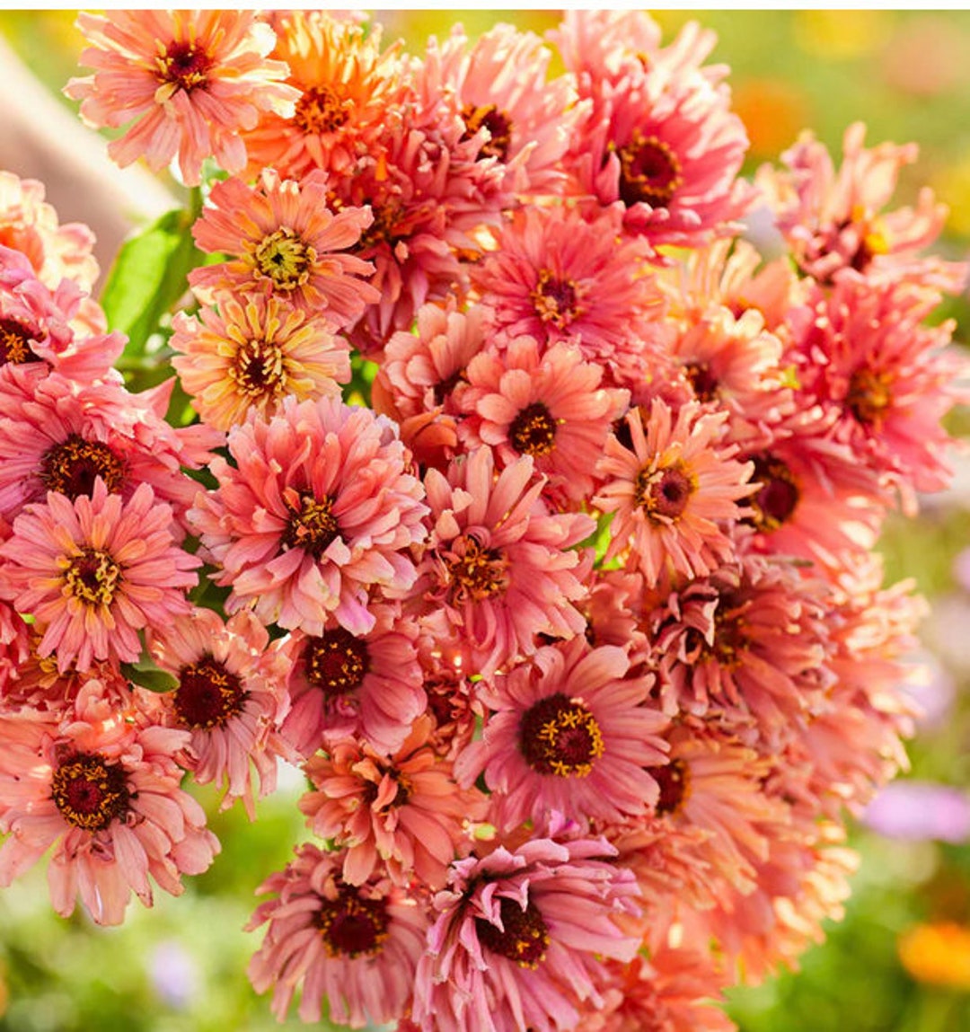 15 Senora Zinnia Salmon Pink Flower Seeds Etsy