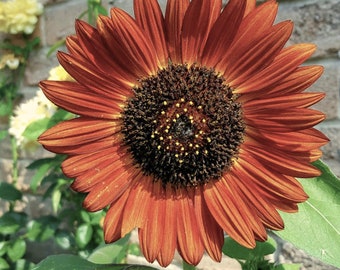 Earthwalker Sunflower seeds, Heirloom Organically grown flower, Gorgeous umbre to shades of yellow and light brown