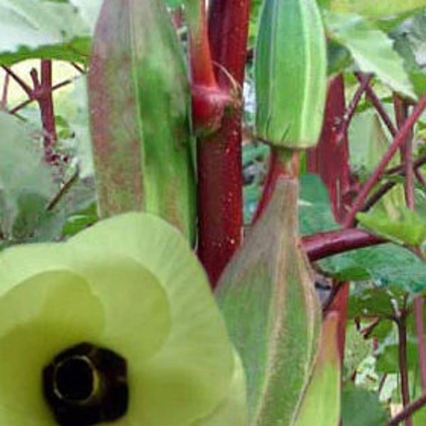 Texas Hill Country Red Okra seeds, Heirloom Open Pollinated seeds, Excellent pickling variety