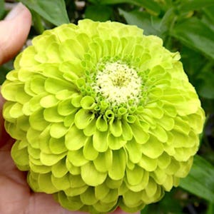 Benarys Giant Lime Zinnia Flower seeds, Heirloom flower seeds, Bouquet pollinator flower, Beautiful all growing season, Long vase life