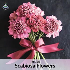 Salmon Rose Pincushion flower seeds (Scabiosa atropurpurea)