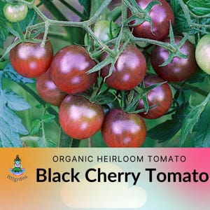 Heirloom Black Cherry Tomato Seeds: Organically Grown, Open Pollinated