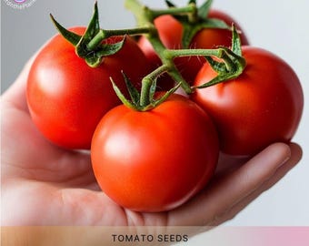 Large Red Cherry Tomato Seeds, Open Pollinated, Organically Grown
