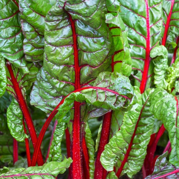 Swiss Chard seeds, Ruby Red Organic Swiss Chard Seeds, Heirloom Silverbeet Easy-to-Grow vegetable