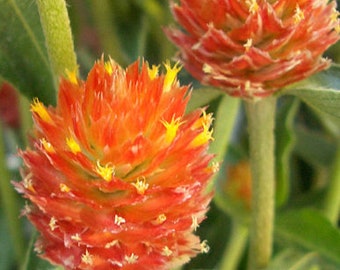 Orange Globe Amaranth flower seeds (gomphrena globosa), Heirloom Seeds Untreated Open Pollinated, Gomphrena Globosa flower seeds