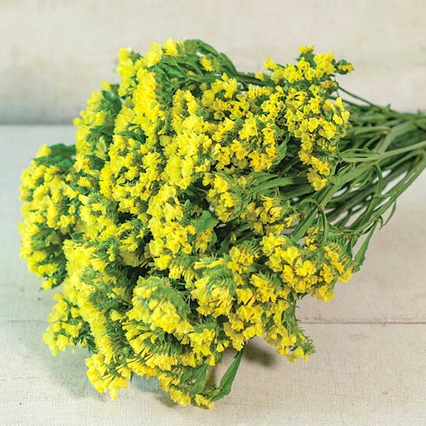 Yellow Statice seeds, limonium sinuatum flower seeds - Preserving and Fresh flower for bouquets or dried floral decor - 15, 25, 35 seeds