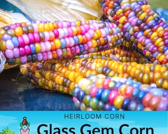 Glass Gem Corn Seeds, Heirloom Ornamental Popcorn, Non-GMO