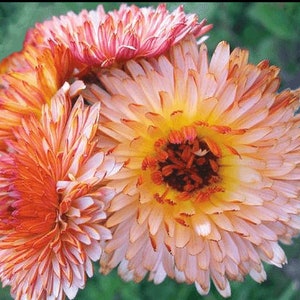 Orange Flash Calendula flower seeds, Heirloom Edible flower petals, Dry and Fresh Cut flower Untreated Heirloom Pollinator