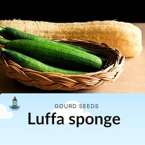 Luffa Loofah Sponge Gourd seeds, Chinese Okra, Heirloom Untreated Organically Grown - Make your own sponges