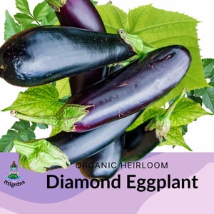 Organic Eggplant seeds, Heirloom Diamond Eggplant, Open Pollinated, Solanum melongena