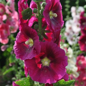 Organic Outhouse Hollyhock flower seeds - Heirloom Alcea rosea - Cottage garden style