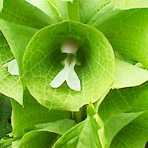 Bells of Ireland flower seeds, Moluccella laevis, Tall green tower of beauty :) - Untreated Open Pollinated - 15, 25 seeds