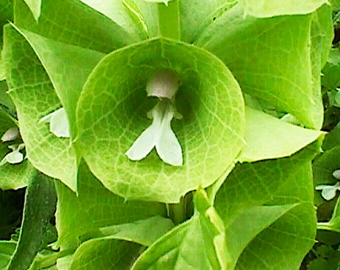 Bells of Ireland Flower Seeds Moluccella Laevis Tall Green Etsy