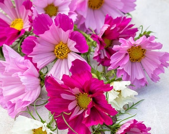 Seashell Cosmos Flower Seeds: Mixed Colors, Easy Grow