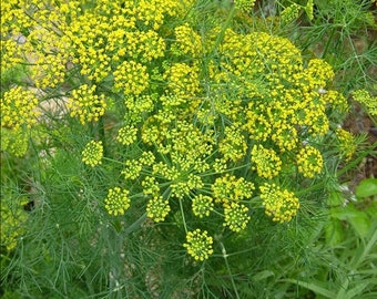 May include: Close-up of dill plant with bright yellow flowers and feathery green leaves. The dill is in full bloom, with clusters of small yellow flowers. The leaves are a vibrant green, creating a contrast with the yellow flowers.