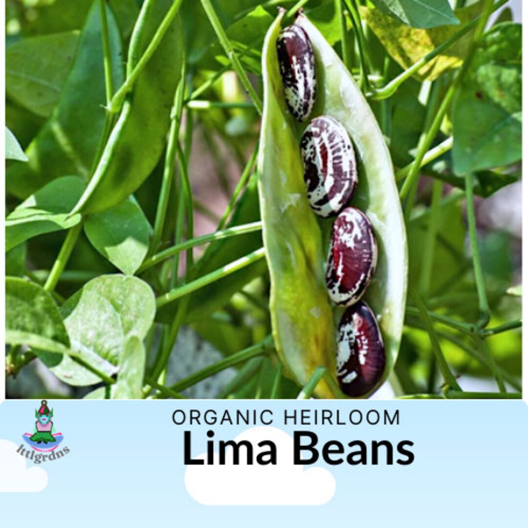 Lima Bean Seeds, Christmas Lima Beans, Rare Heirloom Bean Seeds, Large