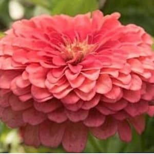 Benarys Giant CORAL Zinnia Flower seeds - Untreated Heirloom Easy to Grow Pollinator Cut Flower