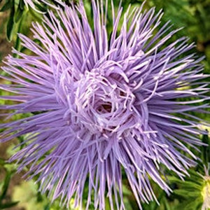 Aster flower seeds, Light Blue Lilac Hazaster Hagan Flower seeds, Callistephus chinensis