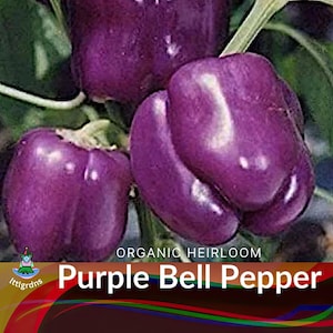 Organic Lilac Bell Pepper Seeds: Heirloom, Open Pollinated