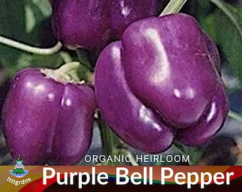 Organic Lilac Bell Pepper seeds, Heirloom Open Pollinated Untreated - Beautiful, sweet, bell pepper