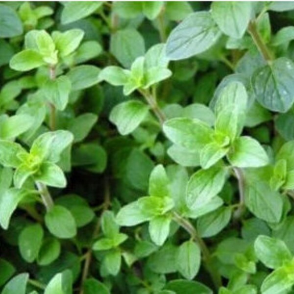 Organic Greek Oregano herb seeds - Untreated Open Pollinated