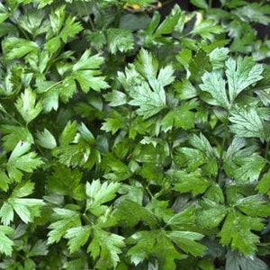 May include: A close-up view of a bunch of fresh green parsley leaves.