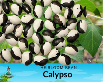 Calypso Bean seeds, Heirloom Garden seeds, Kid's Gardening project,  Bush bean variety, Nice baked or in soups.