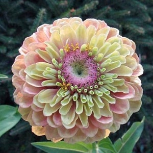Queeny Lime with Blush Zinnia seeds, Untreated Heirloom Seeds, Pollinator Flowers Bouquet Cut Flower Easy to Grow