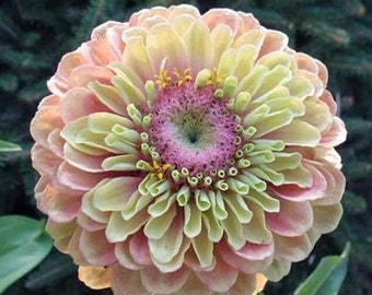 Queeny Lime with Blush Zinnia seeds, Untreated Heirloom Seeds, Pollinator Flowers Bouquet Cut Flower Easy to Grow