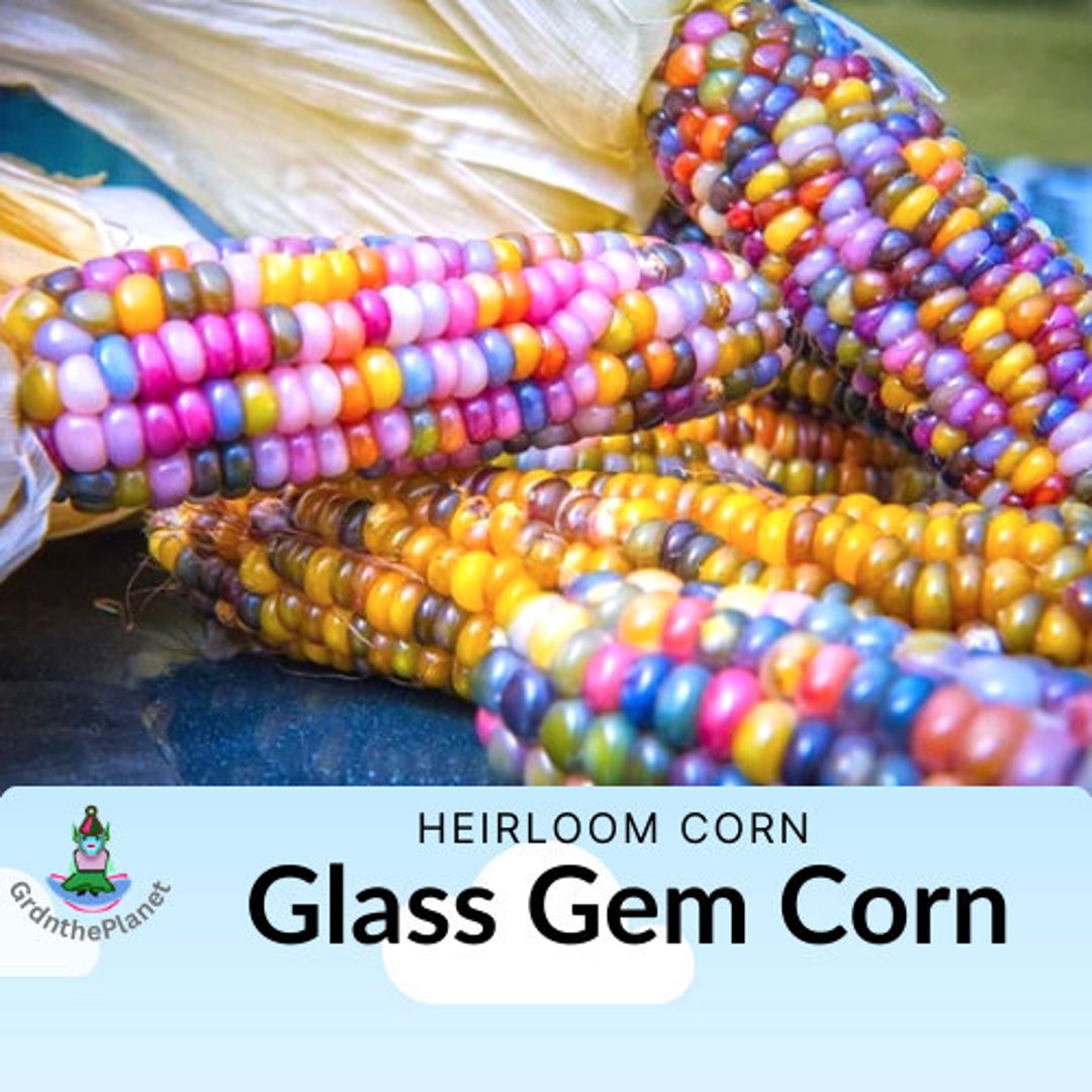 Organically Grown Glass Gem Corn Seeds zea Mays Heirloom Seeds