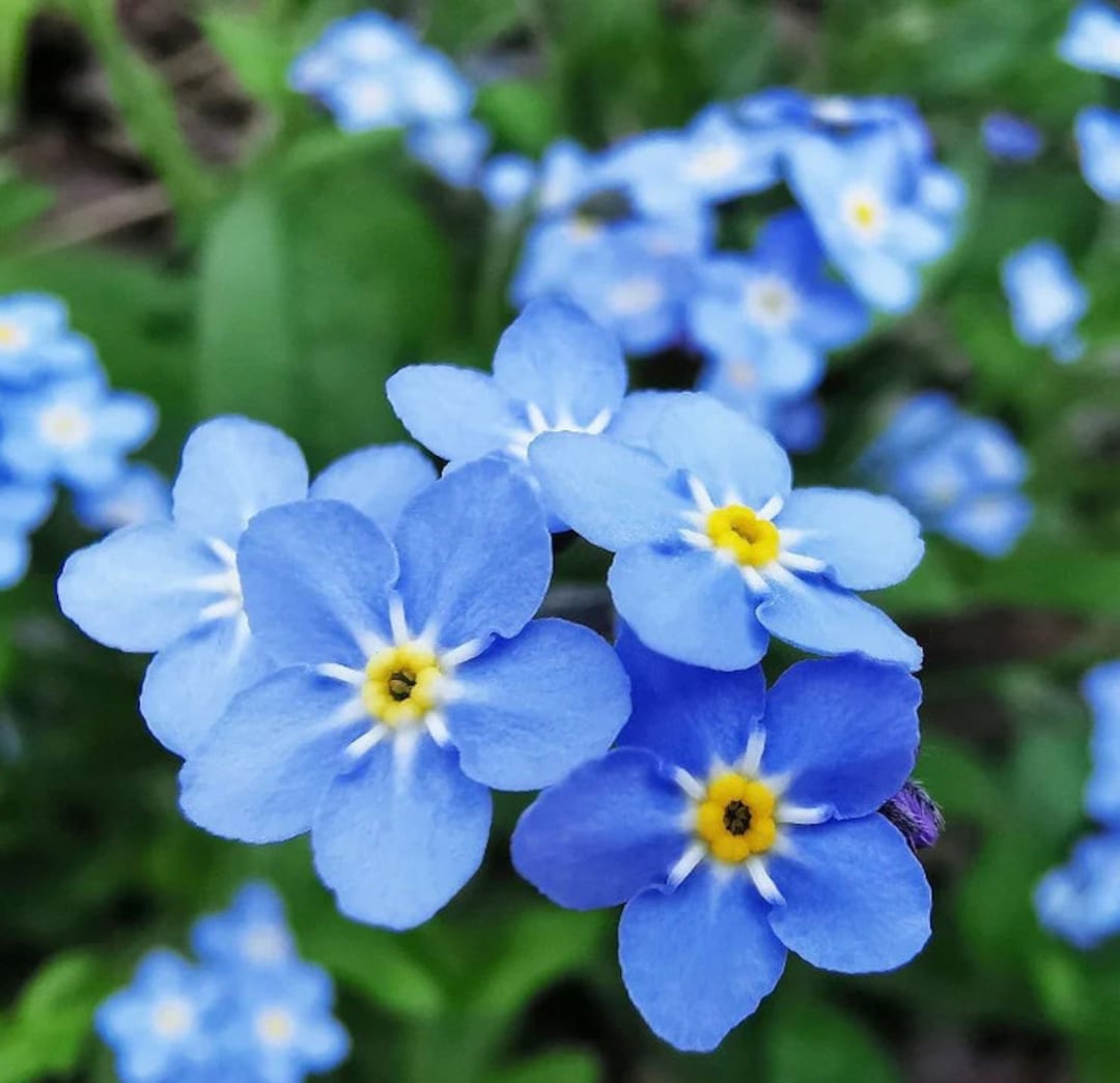 JS 5'11 26.5 L FMN モンスタ for get me not Buy Forget-Me-Not Firmament Flower Seed Online | McKenzie Seeds
